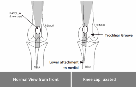 Knee cap dog sale